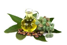 L'huile de ricin pour le jardinage, les problèmes musculaires, le traitement des affections, les cils, les ongles, les cheveux. Uleiul De Ricin Beneficii Si Intrebuintari Pentru Sanatate Si Frumusete