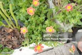 Image result for Turneraceae