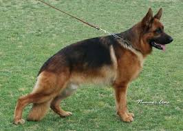german shepherd dog dog breed information german shepherd dogs german shepherd dogs