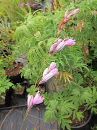 Image result for Dierama formosum/plowesii intermediates