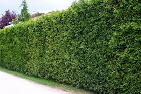 Pin Auf Garten