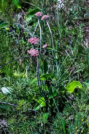 Image result for Helichrysum cephaloideum