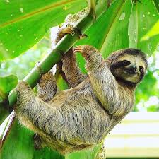 A Sloth Hanging Out In Costa Rica Paresseux Animal Animaux Paresseux