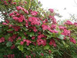 Lille træ med kegleformet, rund krone. Crataegus Pauls Scarlet Dobbelt Rodtjorn Duelunds Planter