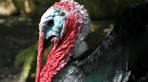 They do not like dampness and cold, so they contain birds. Turkey Snoods The Infinite Spider