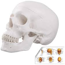 It is a complex anatomical structure weighing up to five kilograms that rests on the bony skull and in turn, the neck. Lyou Human Skull Anatomical Model Life Size Adult Human Anatomy Head Skeleton Model Includes Full Set Of Teeth Removable Skull Cap And Articulated Mandible Labelled Diagram Poster Amazon Com Industrial Scientific