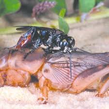 Ron cave, discusses integrated pest management (ipm) in mole crickets with dr. Pdf Permanent Control Of Pest Mole Crickets Orthoptera Gryllotalpidae Scapteriscus In Florida