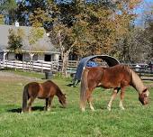 Horse Play's Annual Open House