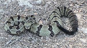 Canebrake Rattlesnake Reptiles Rattlesnake Snake