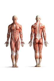The human muscular system is complex and has many functions in the body. Male Human Anatomy Muscles Diagram Chart Framed Poster 14x20 Inch
