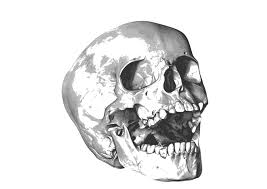 See more ideas about skeleton drawings, drawings, skull art. Head Skeleton Skull Png Clipart Royalty Free Svg Png