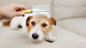 Image result for what do Mallophaga look like in dog fur