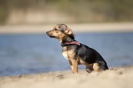 Chihuahua pinscher mix mischling welpe letztes puzzlestück aus 3er wurf sucht noch ein liebevolles zu hause. Chihuahua Mix Mischling Chihuahuaseite De