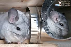 Find a chinchilla on gumtree, the #1 site for degus & chinchillas for sale classifieds ads in the uk. New York City Ly Chinchillas