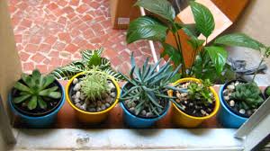 Si otras plantas están sombreando los cactus, sea prudente al podar. 8 Tips Para Cuidar Cactus Y Suculentas
