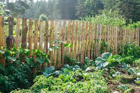 Also helpful is rotating different repellents so animals don't get used to a smell and realize it's a ruse. How To Keep Animals Out Of Garden Without Fences 10 Methods