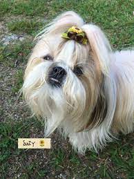 Cutest Little Teeth Shih Tzu Cute Dogs Shih Tzu Puppy