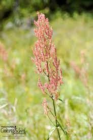 Thats sour grass to all you kids out there. 3 Common Edible Weeds That Are Yummy
