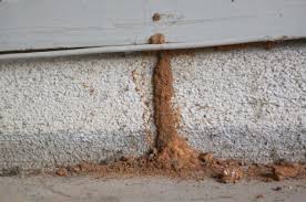 Termites Termite Control Termites Wood Termites