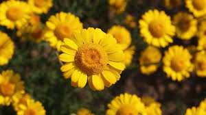 Flowers wallpapers hd sort wallpapers by: Yellow Laptop Wallpapers On Wallpaperdog