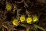 Image result for Helichrysum schimperi