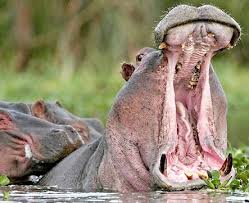 Their teeth work pretty much like human teeth: Hippopotamus Big Mouth River Horse Animal Pictures And Facts Factzoo Com