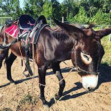 250 Donkies Ideas In 2021 Cute Donkey Donkey Cute Animals