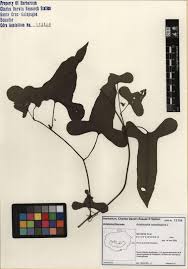 Image result for Aristolochia odoratissima L.