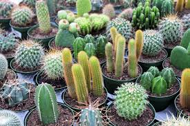 Most cacti grow in the desert or in very dry areas because they like dry, rocky soil. 12th Annual Exhibition Of Cacti And Other Succulents In Cyprus Com