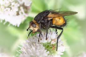 These flies mainly inhabit spruce forest edge, meadows, areas of heath and mountains at an elevation up to 1,500 metres (4,900 ft). Grosse Borsten Raupenfliege Bilder Fotos Naturfotografie