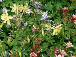 Image result for Aquilegia pompom mix
