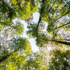 With more than 10,000 prints to choose from, nature lovers are sure to find an array of beautiful photographs here. Nature Action World Business Council For Sustainable Development Wbcsd