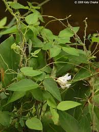 Image result for Amphicarpaea