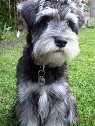 My miniature schnauzer training page discusses the program you need. Miniature Schnauzer Dog Sitting