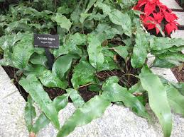 Image result for Pyrrosia