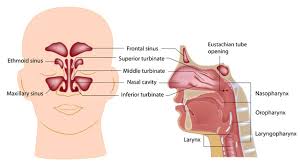 Different types of cells in the paranasal sinus and nasal cavity may become malignant. Squamous Cell Cancer New England Ent Facial Plastic Surgery N Andover Haverhill Ayer Salem Nh