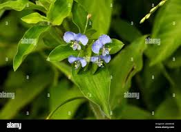 Image result for Commelina petersii
