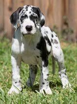 We truly enjoy the english mastiff and great dane breeds. Full Euorpean Great Dane Puppies Full European Great Dane Puppies For Sale