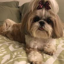 Accessories, food, decor, toys & much more! Paradise Pet Salon Amp Spa Too 132 Photos 92 Reviews Pet Groomers 810 W Sheridan Rd Wrigleyville Chicago Il Phone Number Services Yelp