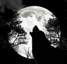 Animals Up Close The Wolf Hayvanlar Hayvan Dovmeleri Ve Dovme