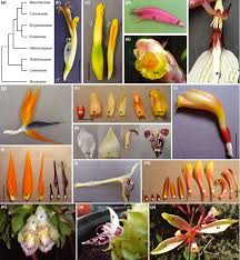 Image result for Halopegia azurea