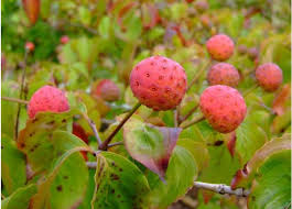 Small white flowers tinged with pink are produced in late spring. Kousa Dog Wood Red Fruit Trees Photo Jpg 5 Comments Hi Res 1080p Hd