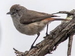 Image result for Ascolepis erythrocephala