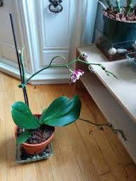 Orkidece Kurumaya Baslayan Orkidenize Erken Teshis In 2020 Orchid Care Garden Types Orchids