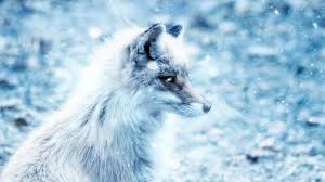 Arctic Fox 4k Wallpapers Top Free Arctic Fox 4k Backgrounds Wallpaperaccess