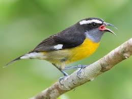 Image result for Afroqueta