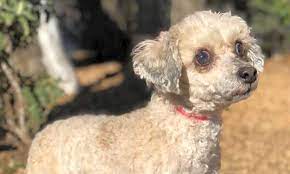 Consider adopting instead of buying from a breeder or pet market. These Austin Based Canines Are Up For Adoption And In Need Of A Good