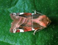 Image result for Cosmia diffinis