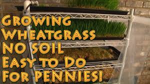 Other growing tips learning more about wheatgrass worried about growing space? Growing Wheatgrass No Soil And Easy To Do Youtube