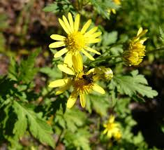 Image result for Chrysanthellum indicum